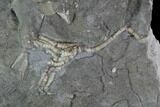 Four Ordovician Crinoids - Bobcaygeon Formation - Ontario #95194-3